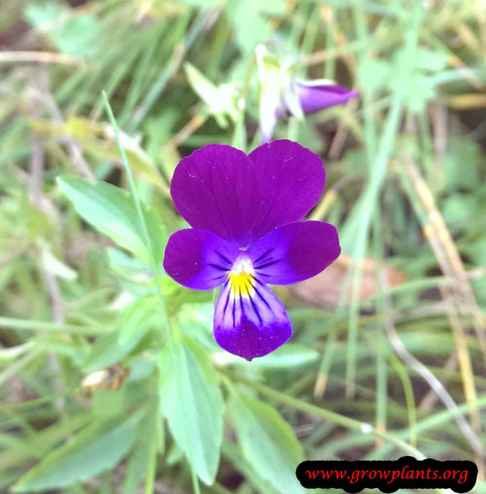 Viola tricolor How to grow & care