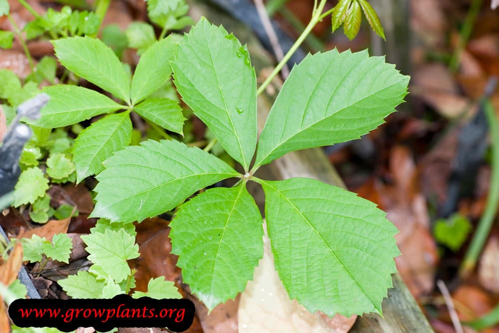 Virginia creeper How to grow & care