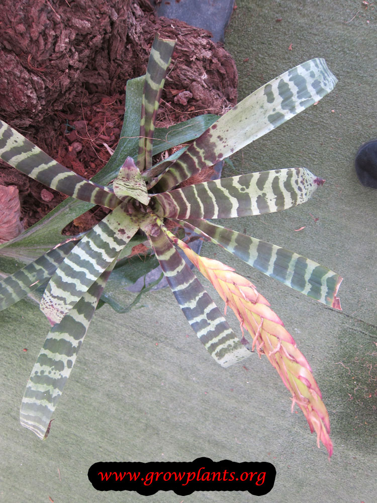 Vriesea splendens