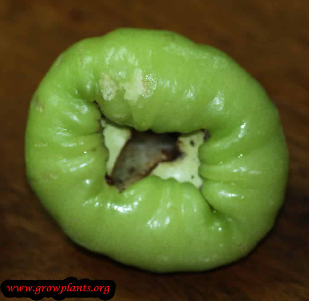 Water apple How to grow plants