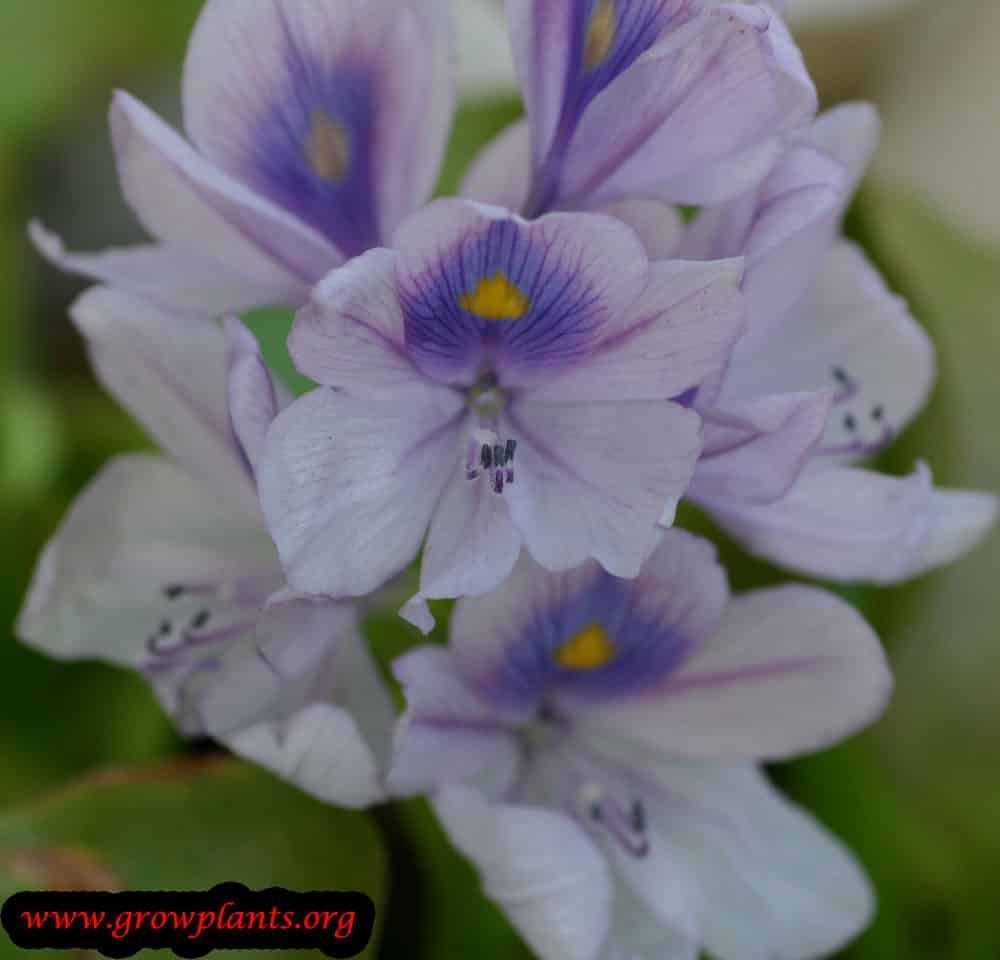 Water hyacinth flower