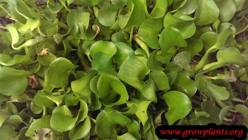 Water hyacinth plant care