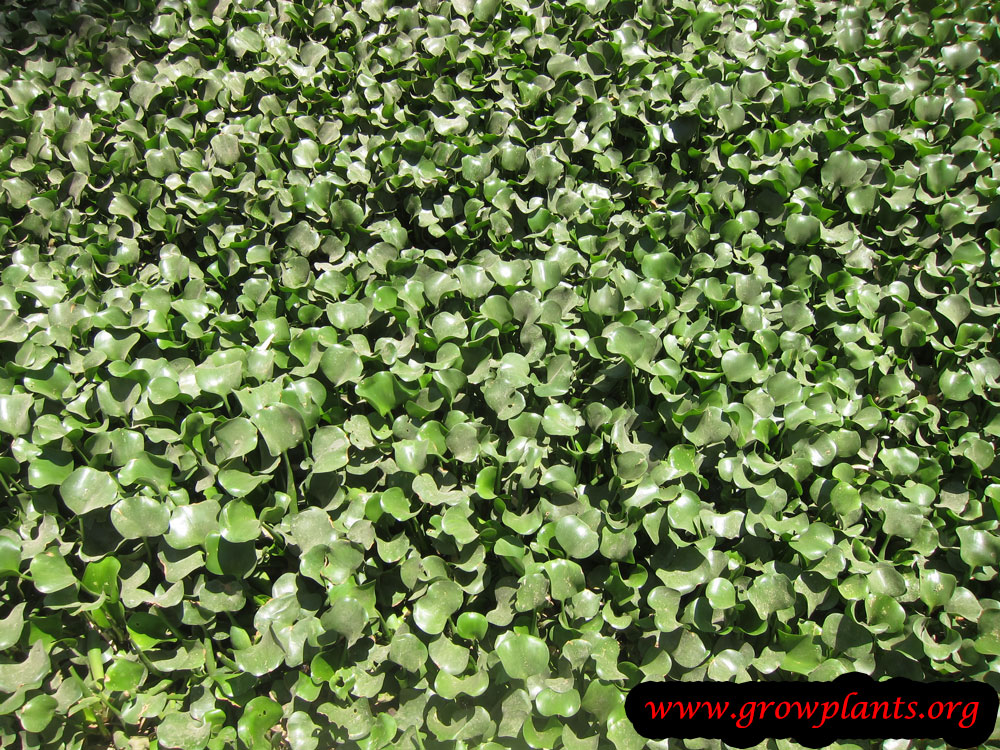 Water hyacinth plants