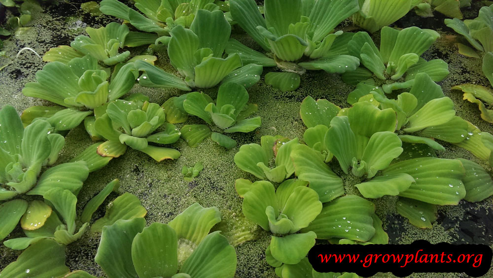 Water lettuce How to grow & care