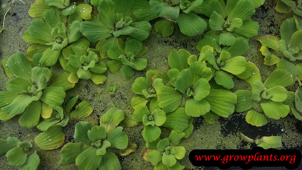 Water lettuce How to grow & care