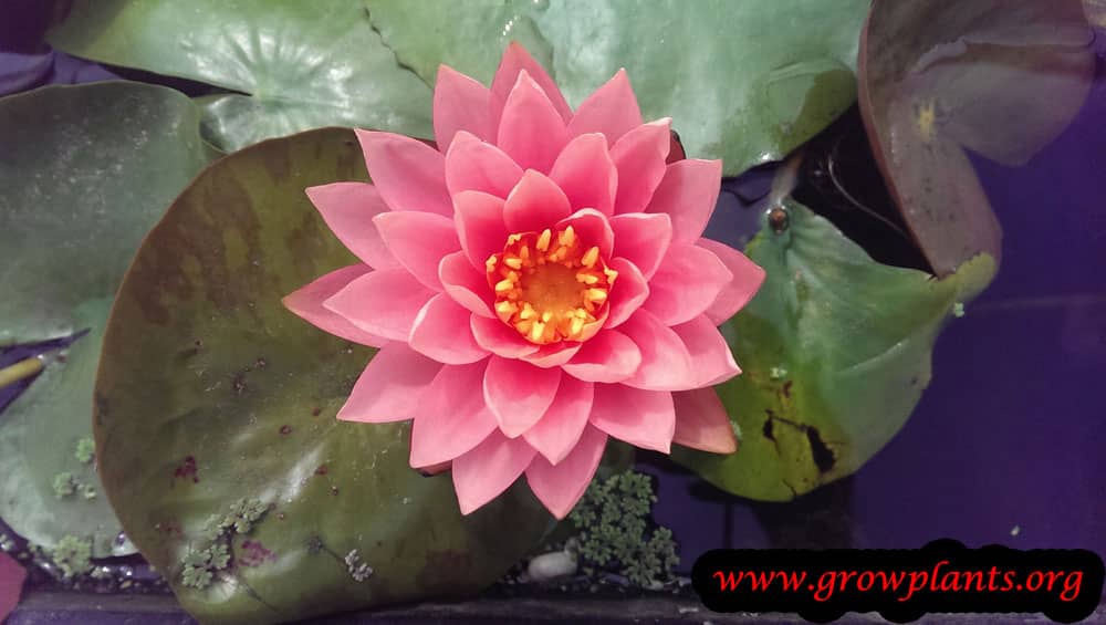 Water lily How to grow & care