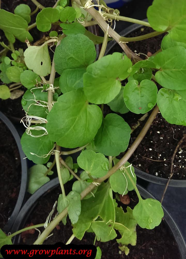 Watercress plant care