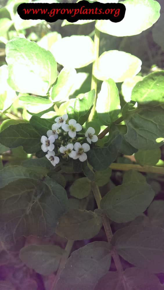 Watercress plant flowers