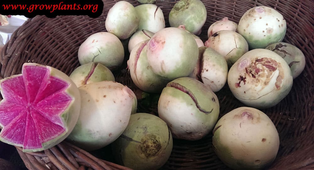 Watermelon radish