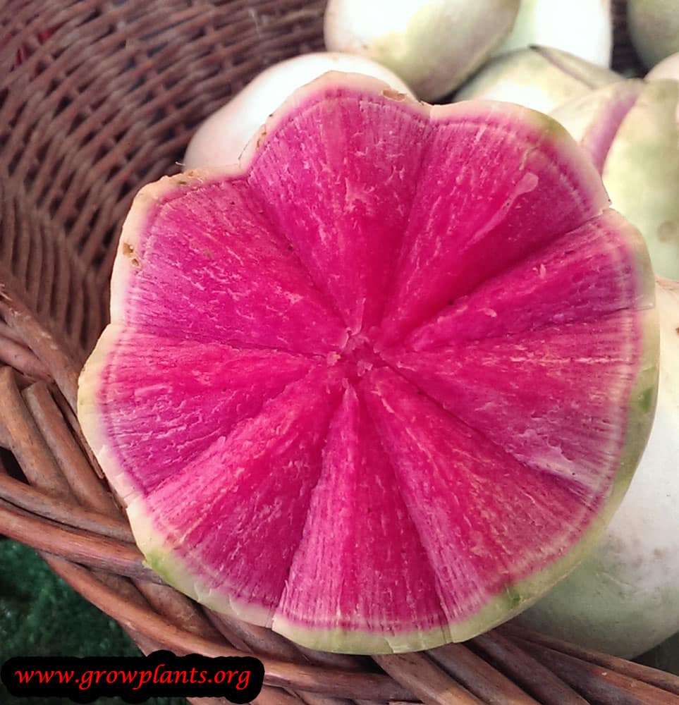 Harvest Watermelon radish