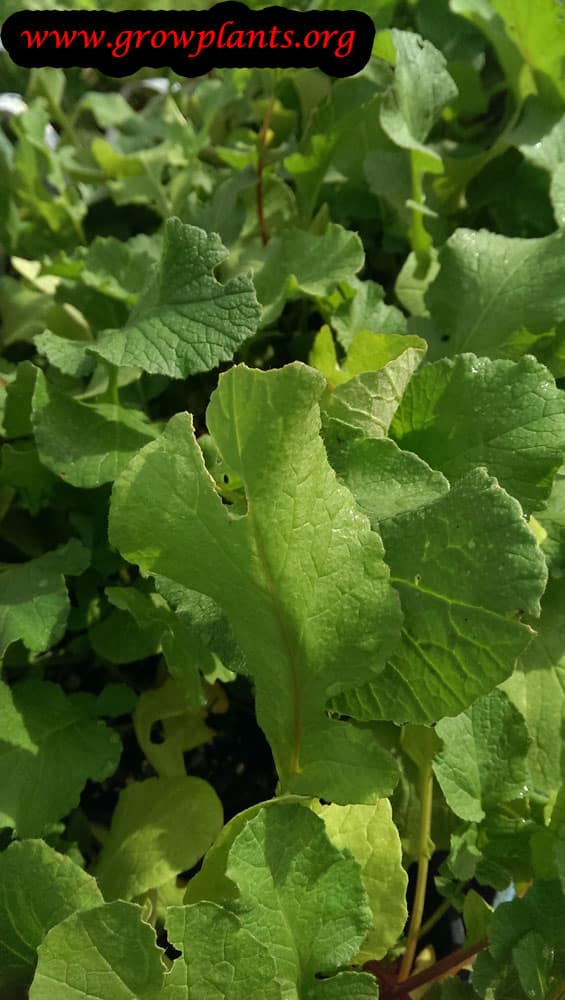 Growing Watermelon radish plant