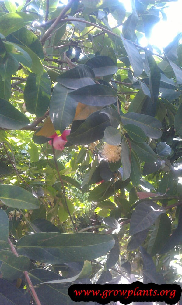 Wax apple tree