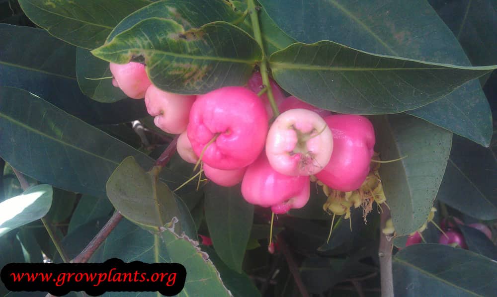 Wax apple tree fruits