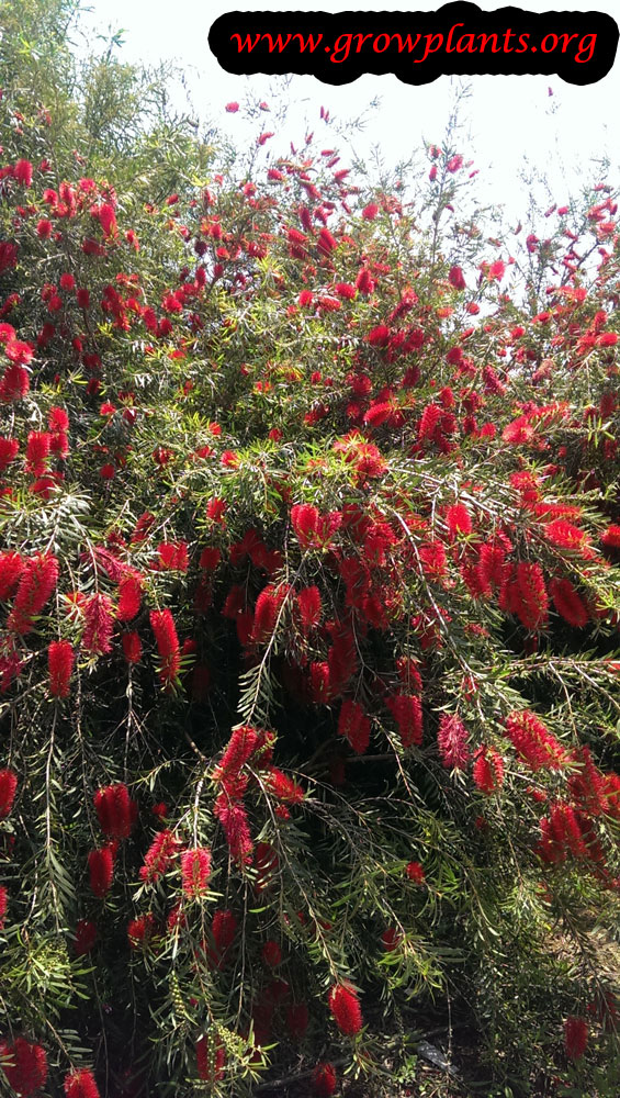 Weeping bottlebrush How to grow & care