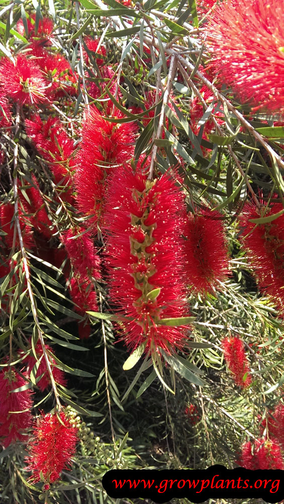 Weeping bottlebrush How to grow &amp; care