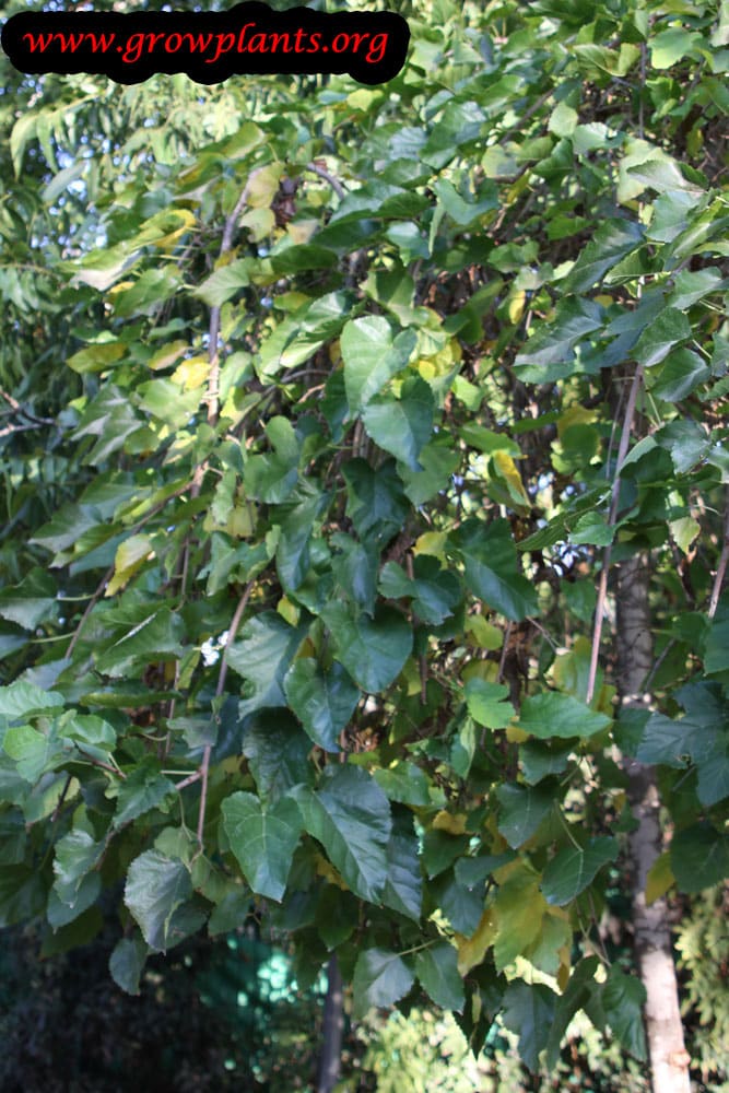 Growing Weeping mulberry tree