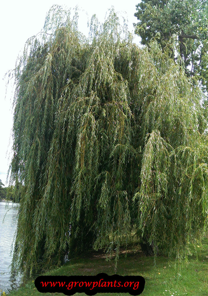 Weeping willow tree