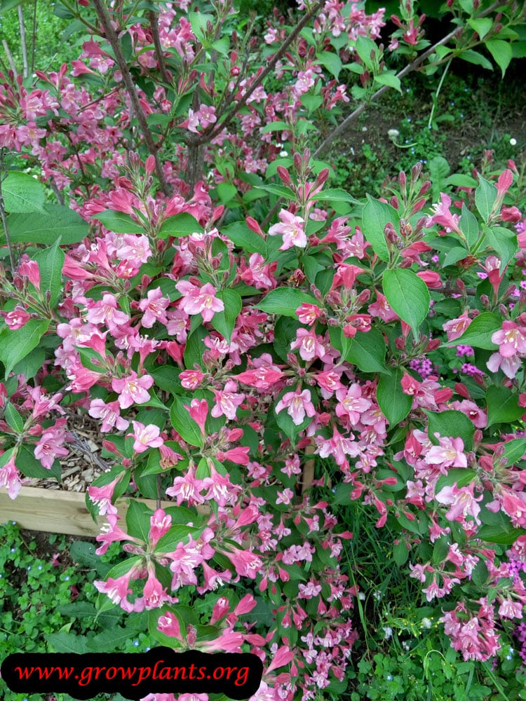 Weigela grow & care
