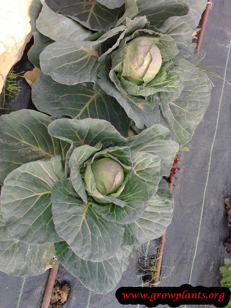 Growing White cabbage plant