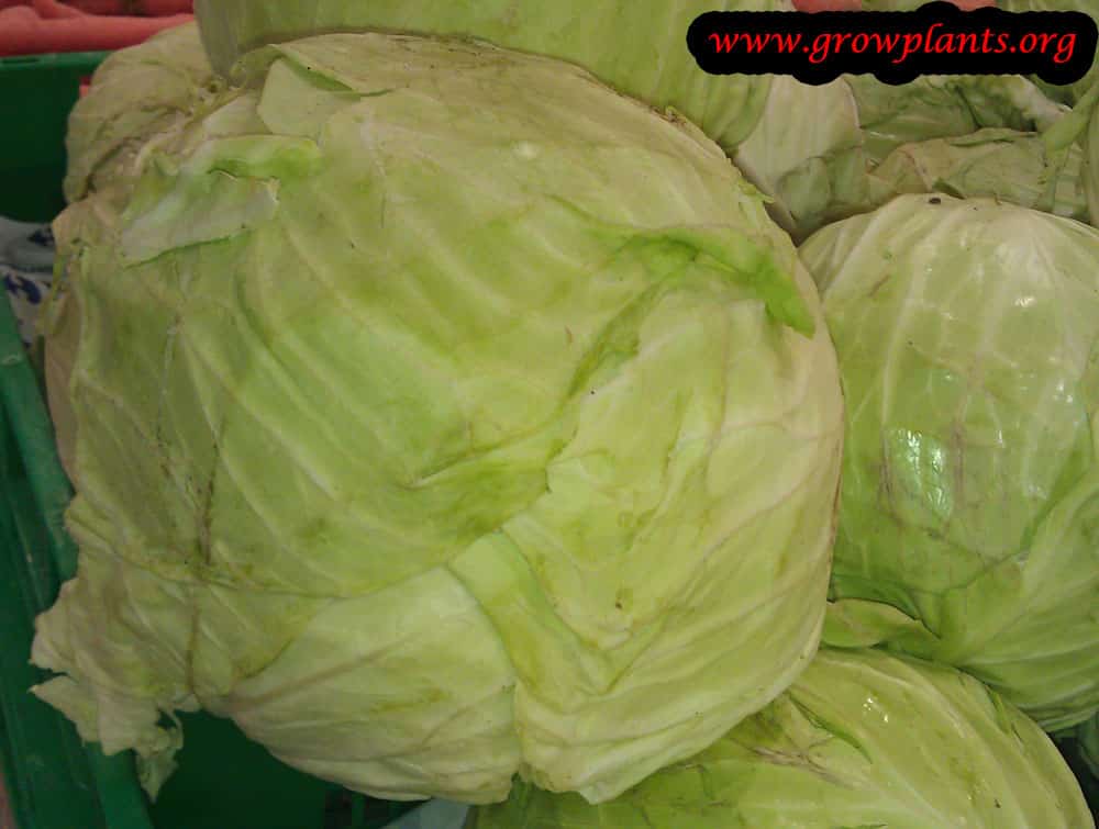 Harvest White cabbage plant