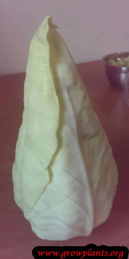 Harvesting White cabbage head