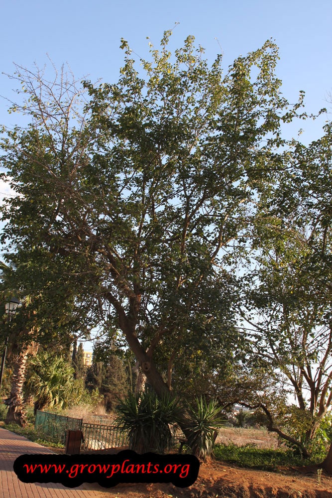 White mulberry tree