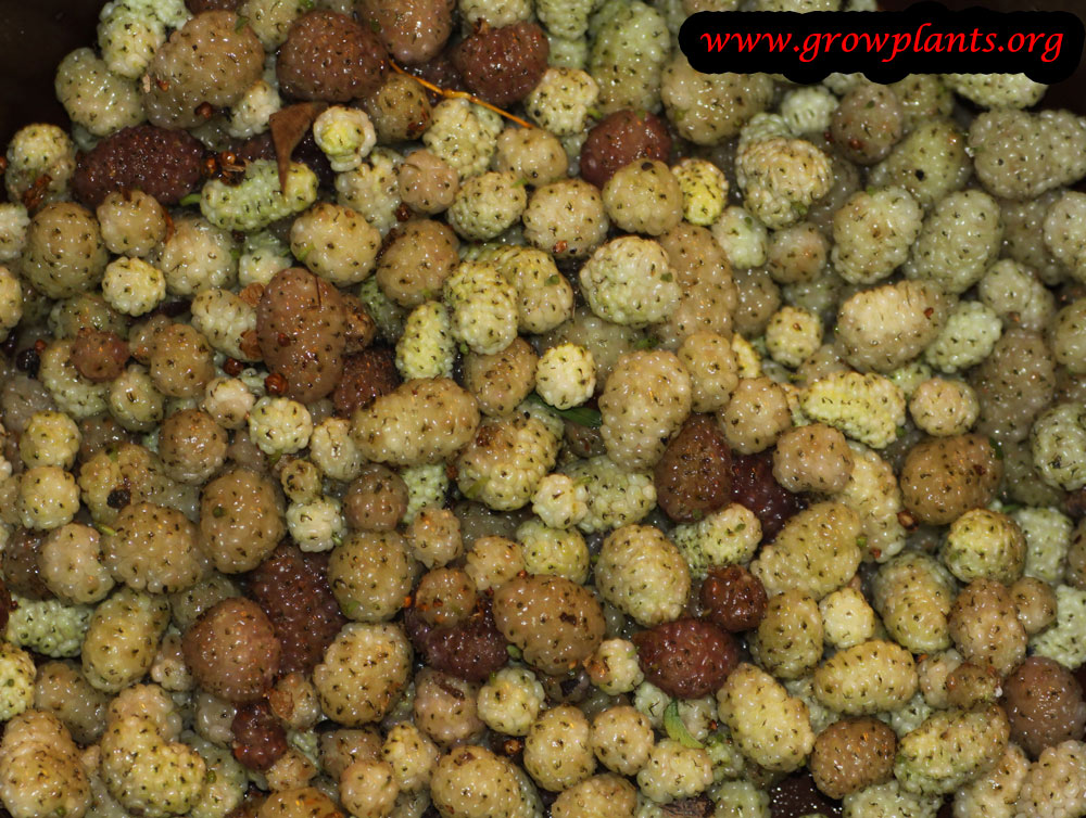 Growing White mulberry tree