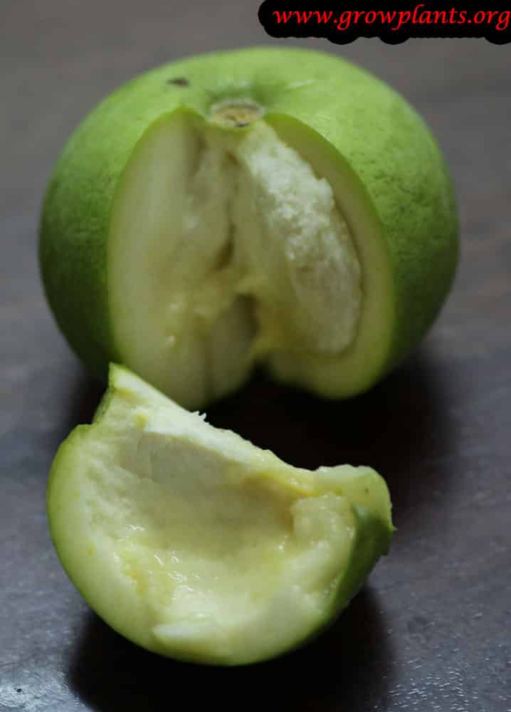 White Sapote plant care