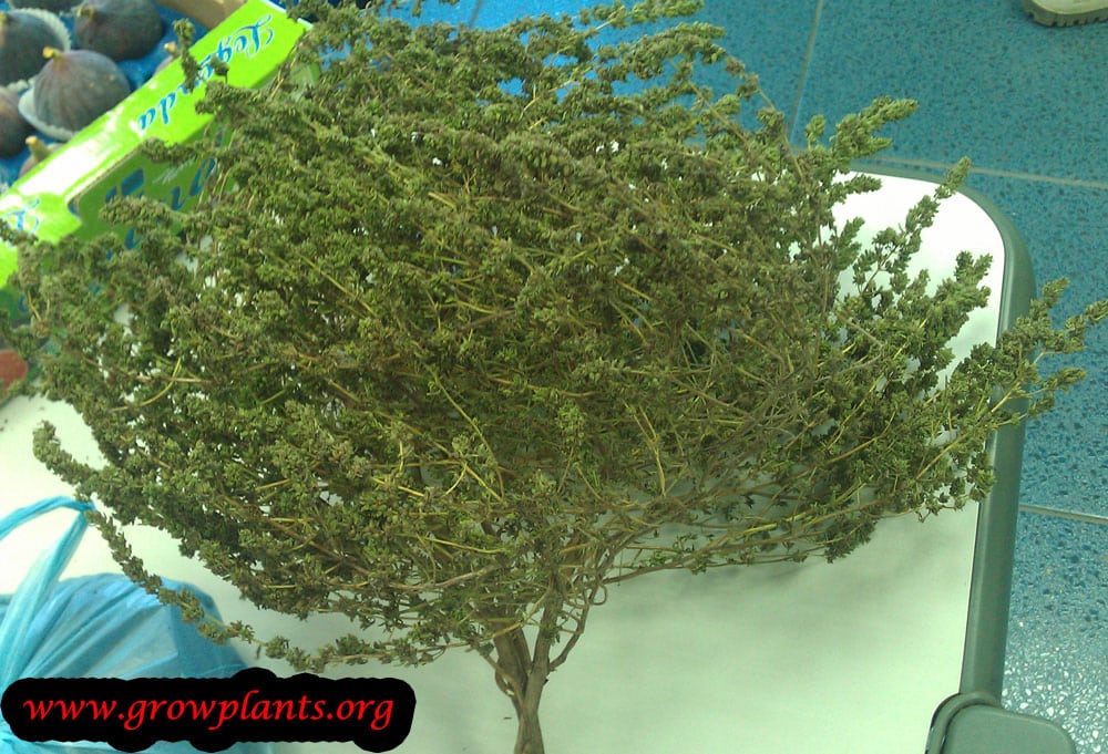 Winter savory harvest