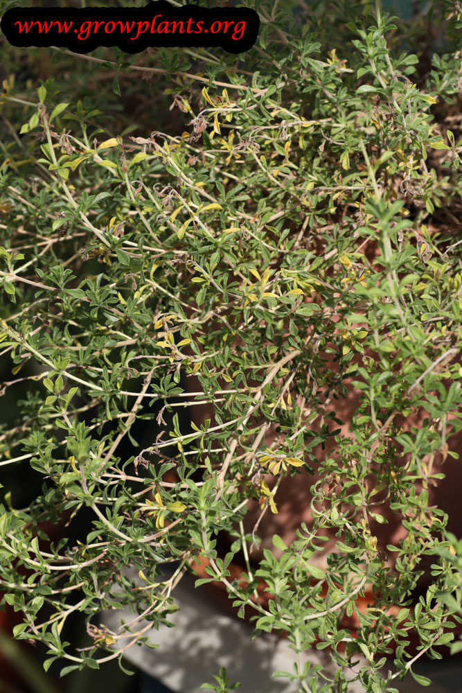 Winter savory plant care