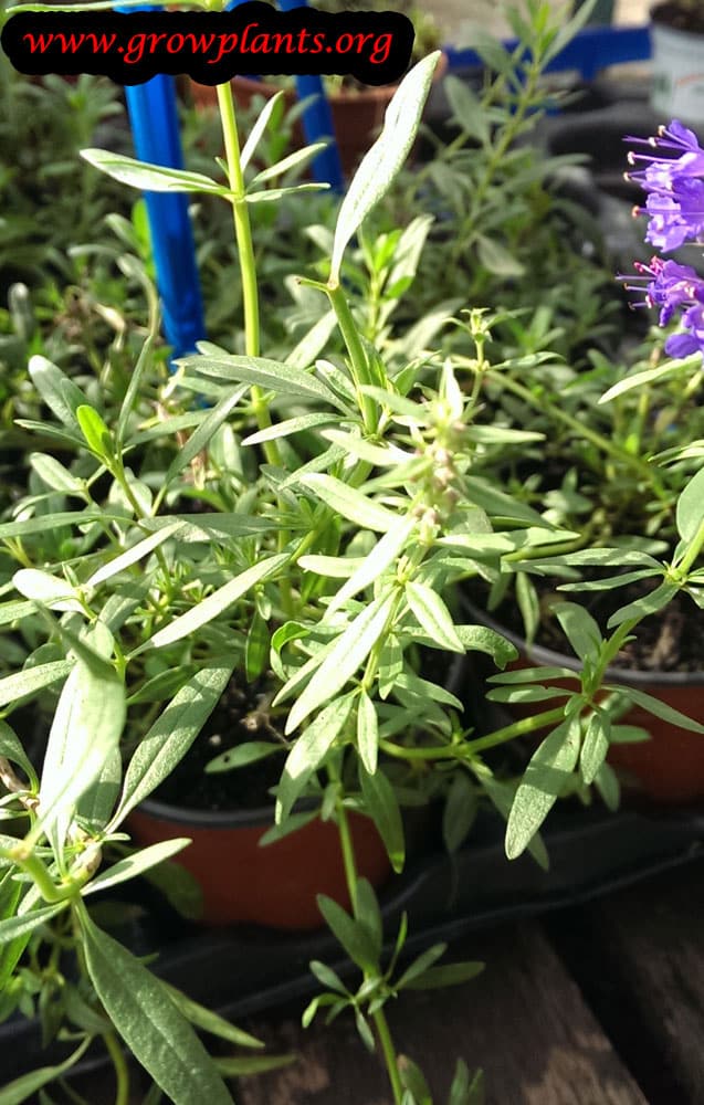 Growing Winter savory