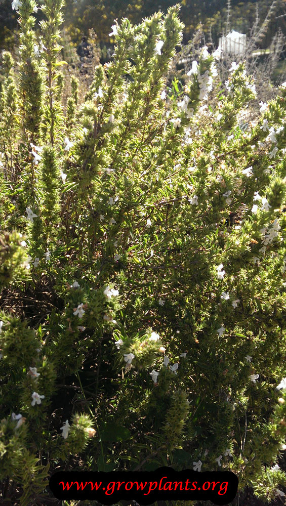 Winter savory leaves
