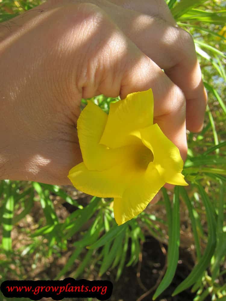 Yellow oleander flower