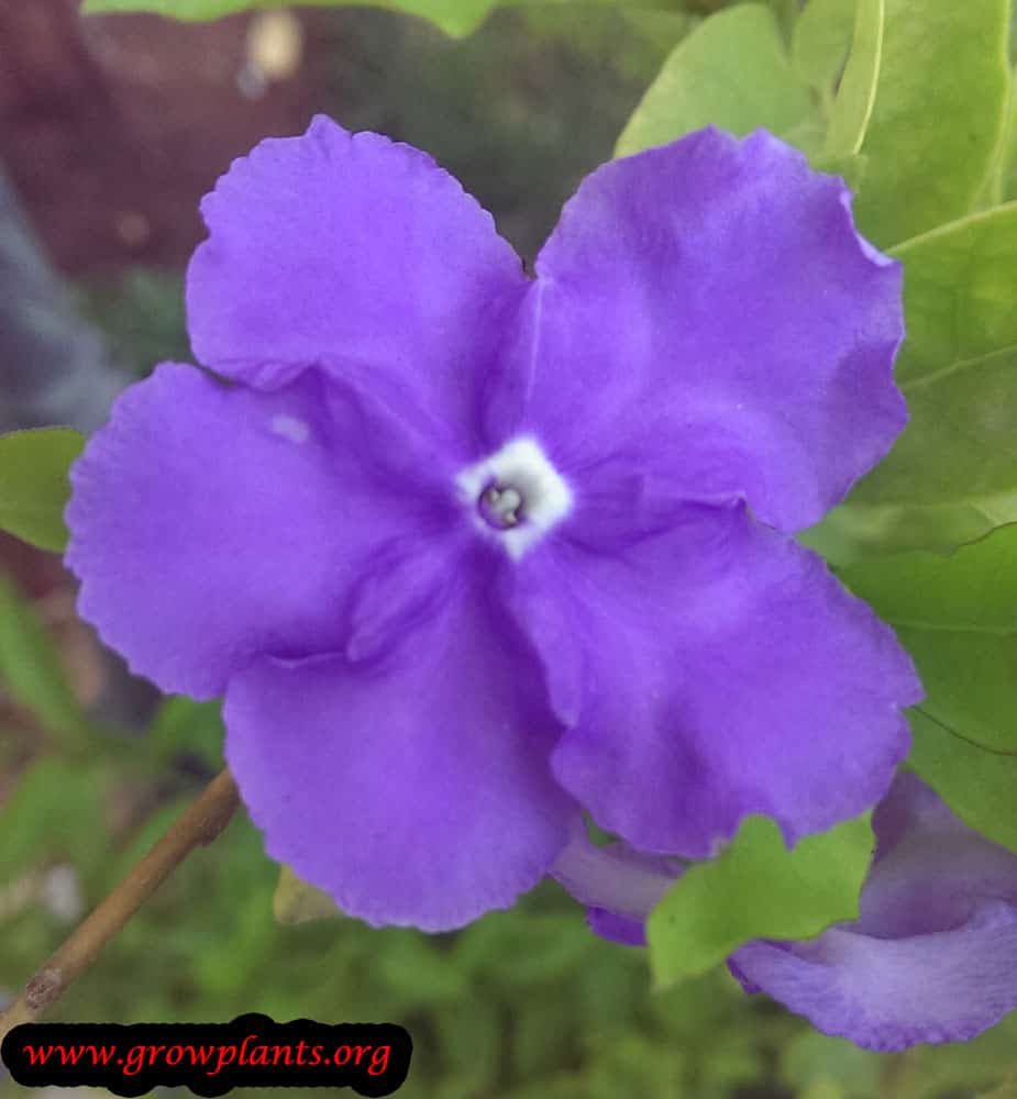 Yesterday today and tomorrow plant How to grow &amp; care