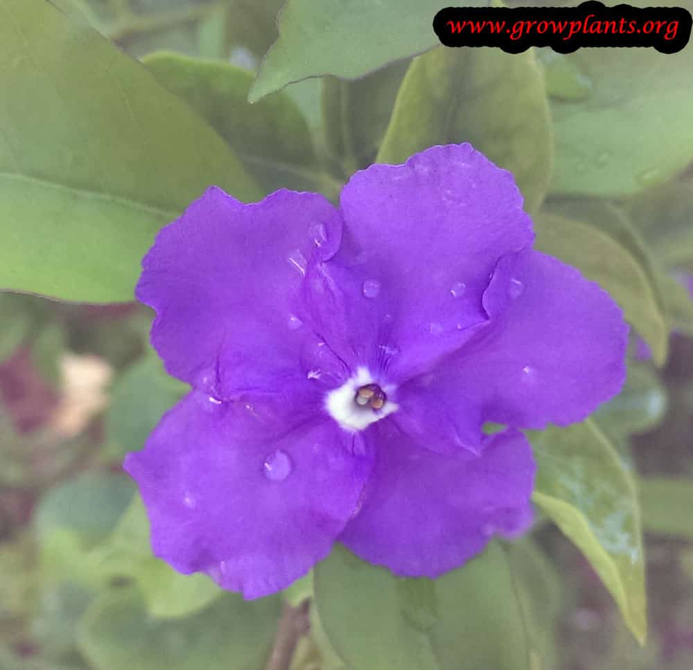 Yesterday today and tomorrow plant How to grow &amp; care