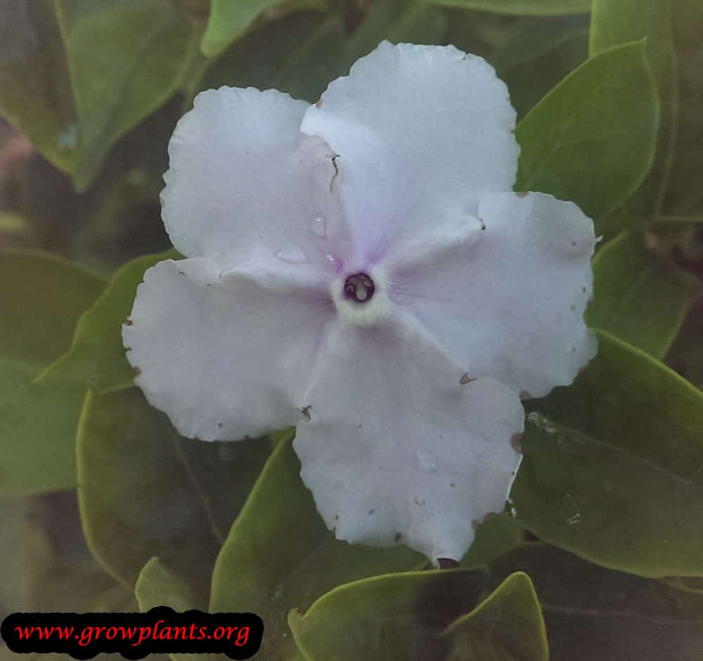 Yesterday today and tomorrow plant How to grow &amp; care