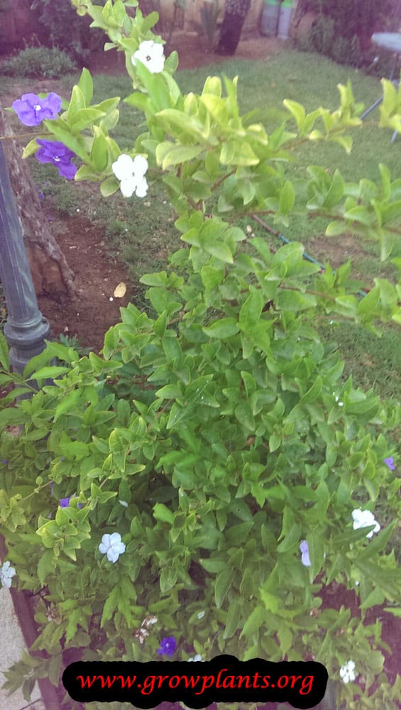 Yesterday today and tomorrow plant How to grow &amp; care
