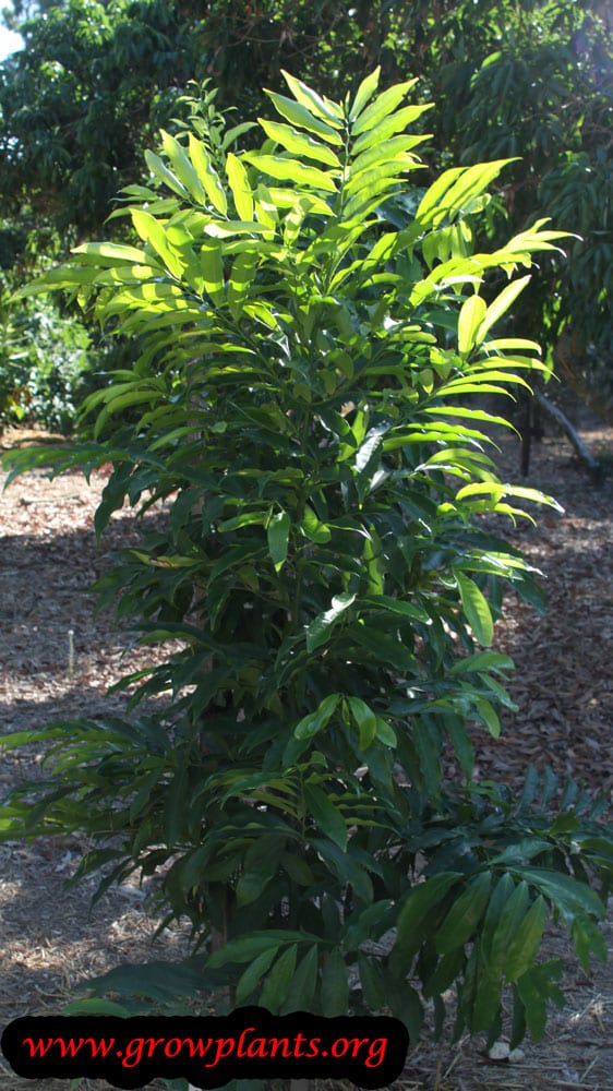 Ylang ylang tree