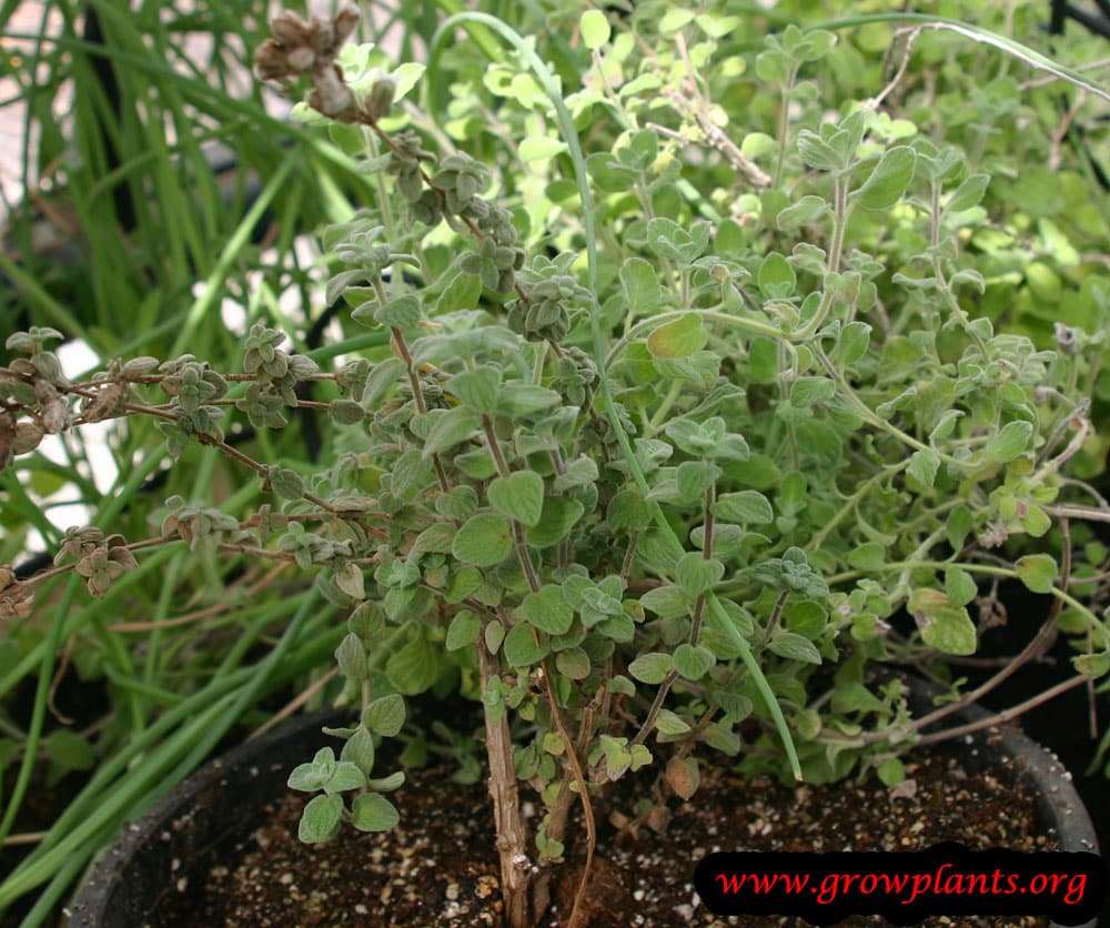 Zaatar How to grow & care