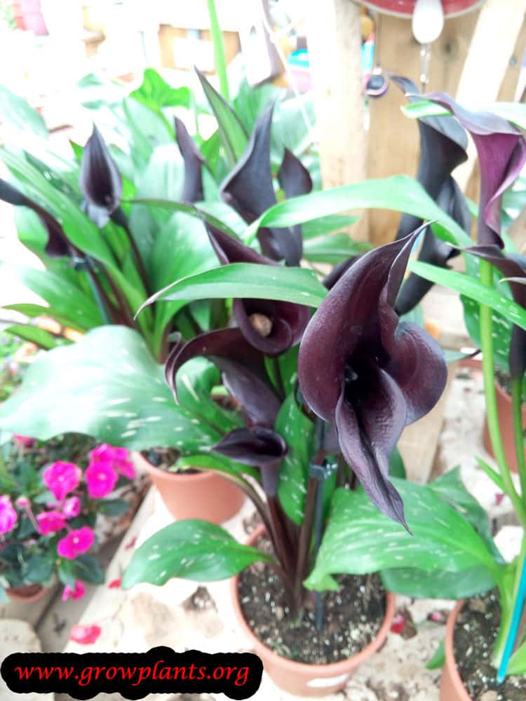 Zantedeschia pentlandii How to grow & care