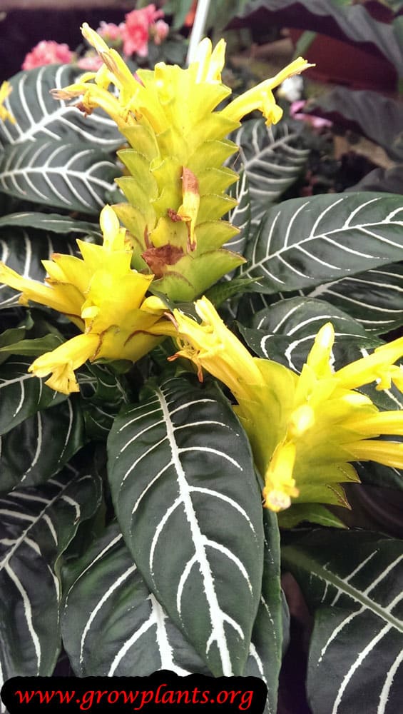 Aphelandra squarrosa Zebra plant Grow Plants