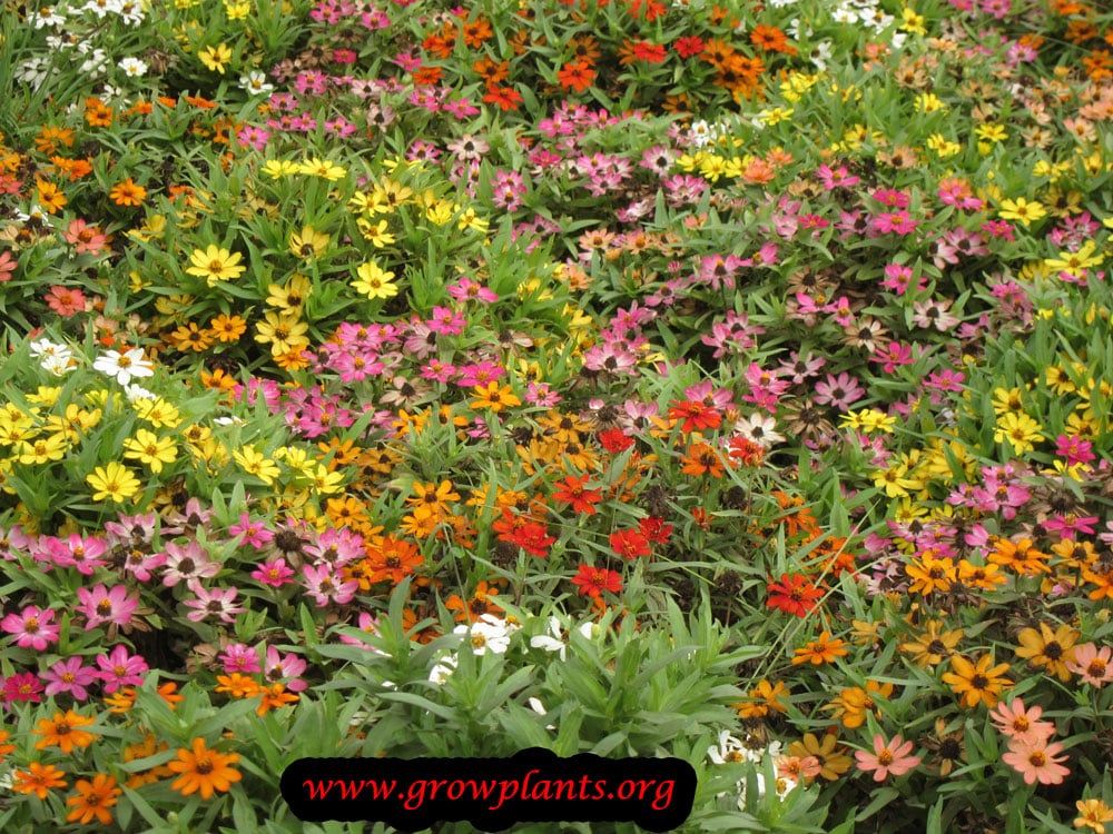Zinnia plant