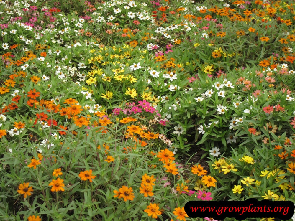 Zinnia elegans mix colors flowers