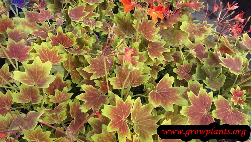 Pelargonium vancouver centennial colorful leaves