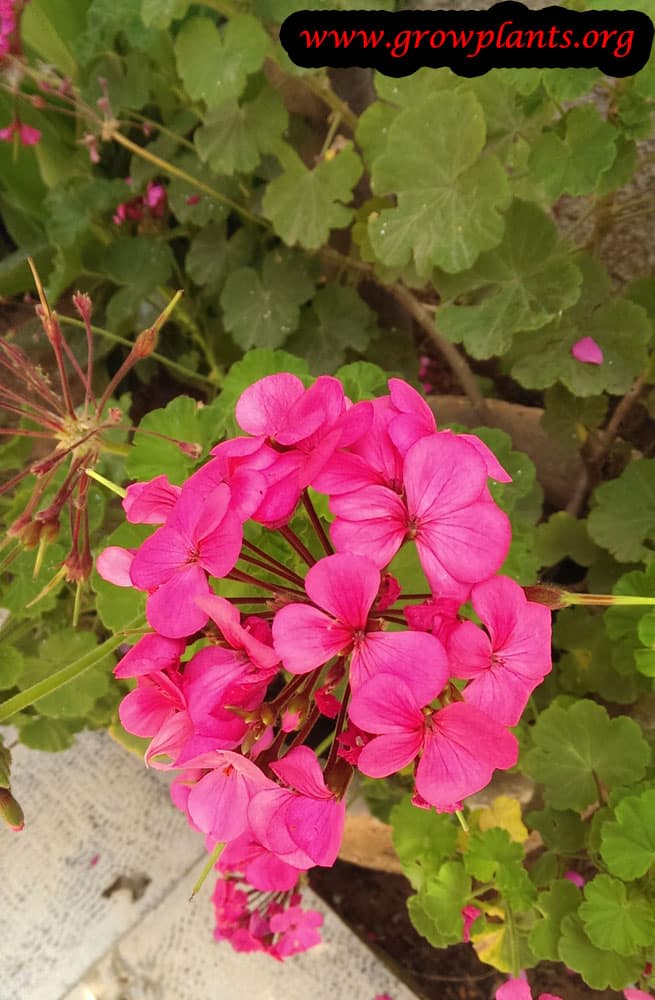 Pelargonium vancouver centennial Pink flowers