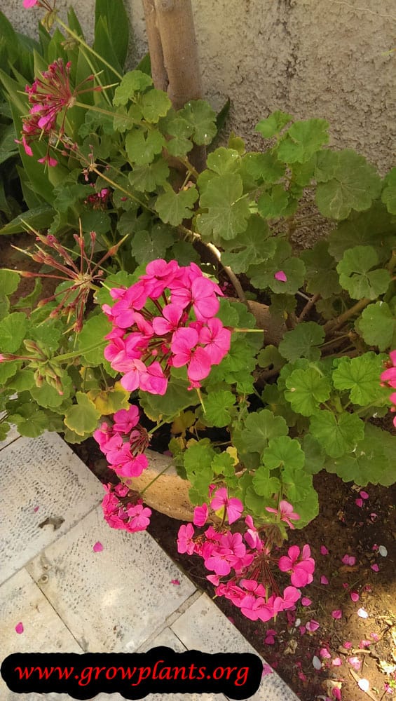 Pelargonium vancouver centennial flowers