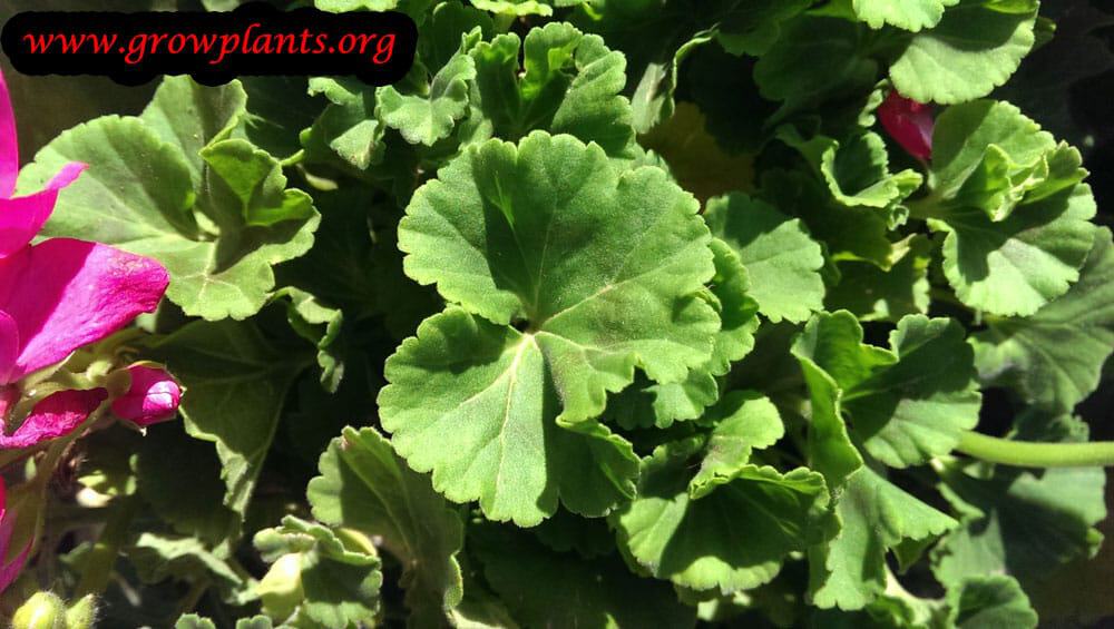 Pelargonium vancouver centennial leaves