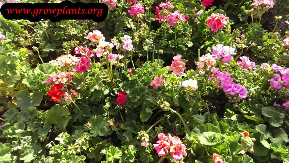 Pelargonium vancouver centennial colorful