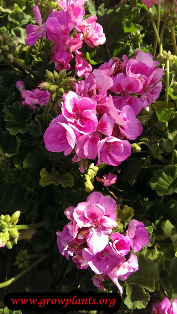 Pelargonium vancouver centennial