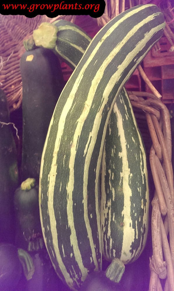 Growing Zucchini plant